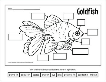 BIO/ Fish Diagram | Quizlet
