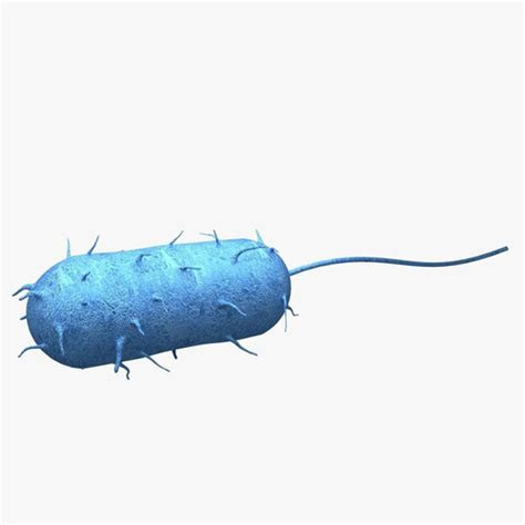bacteria laboratory  model cgtrader