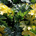 Cucumber Plant Leaves Turning Yellow / The cucumbers were doing fine until about a week and a half ago where a bunch of them started to yellow.