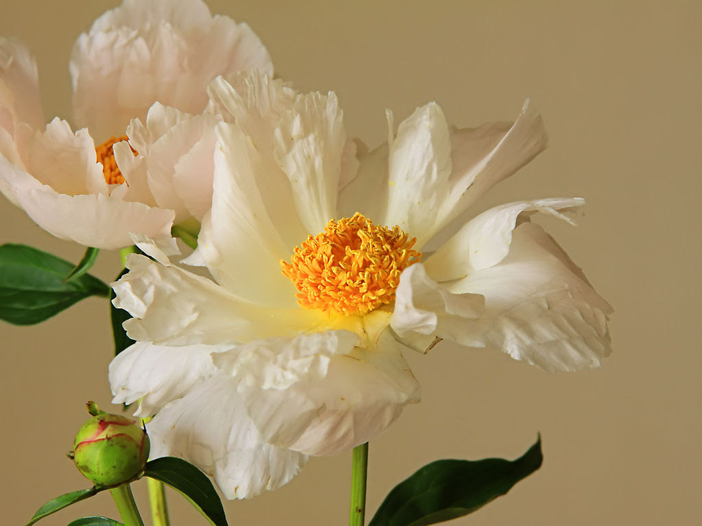 壁紙 芍薬 シャクヤク の花 Xga1024 768デスクトップ無料壁紙 兵庫と神戸の写真ブログ