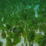 Seagrass 3