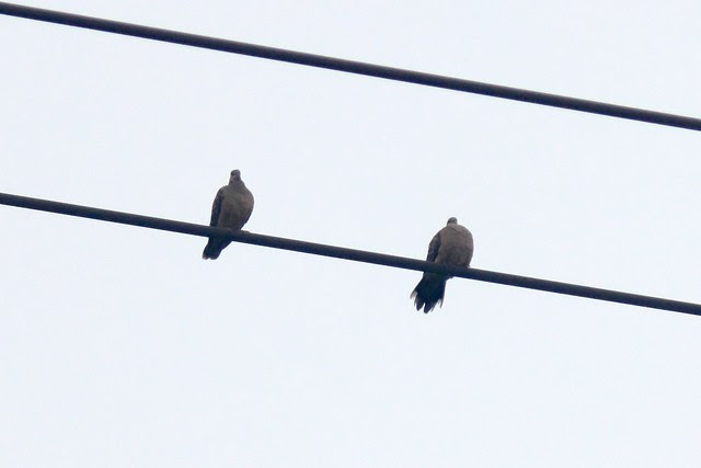 金背鳩