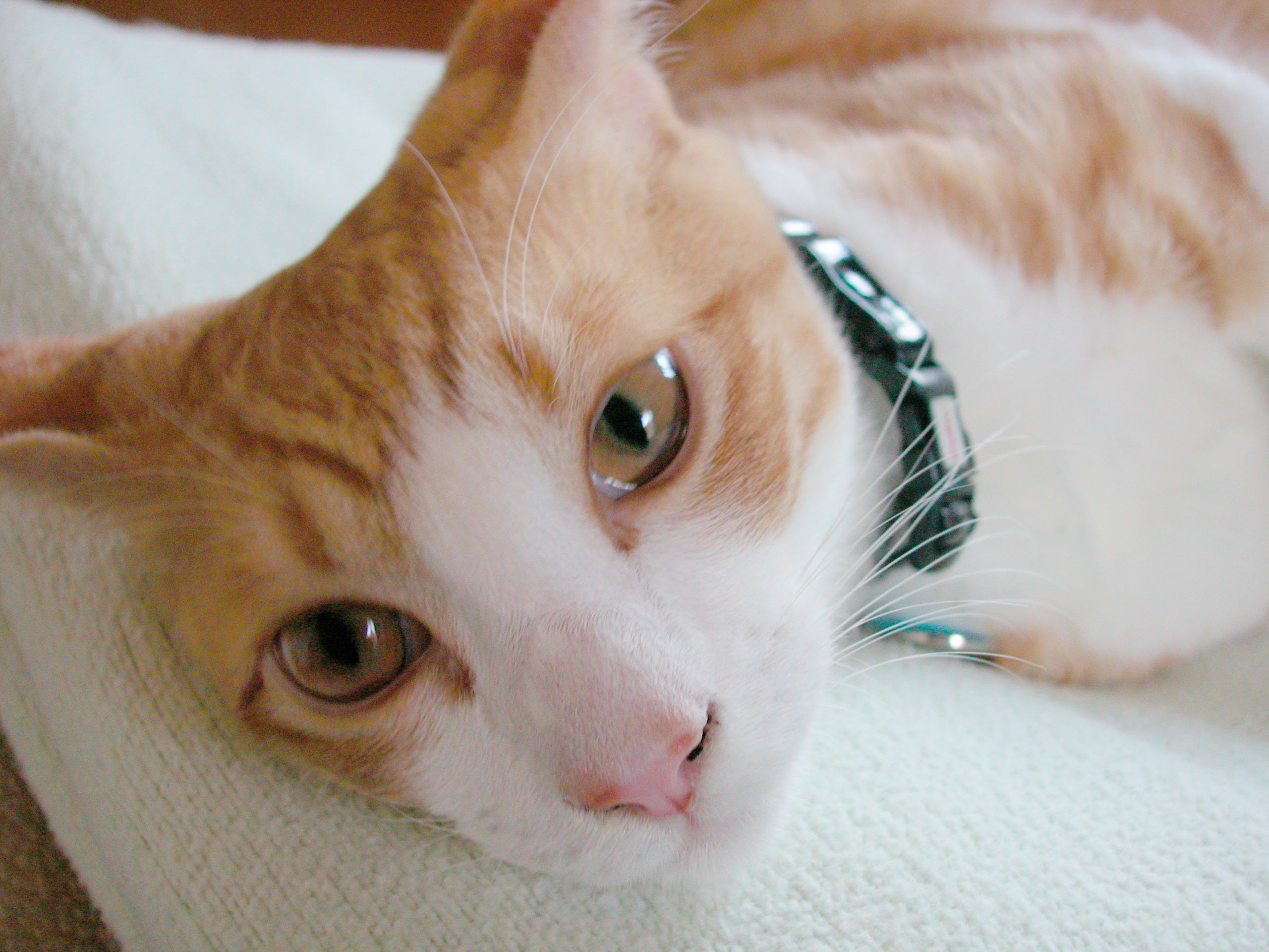 猫の飼い方 猫の下痢の対処法 猫暮し 猫の飼い方 猫と幸せに暮らすために知っておきたいこと