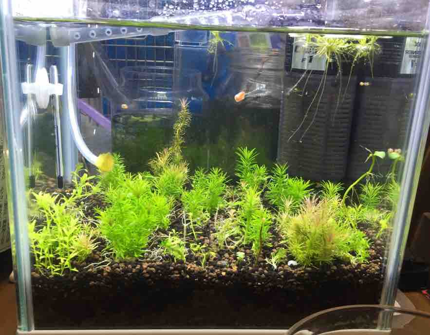 レイアウト水槽で熱帯魚飼うぞ 25センチ水草育成水槽