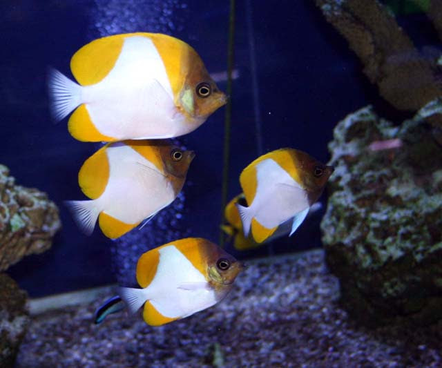 ３０度飼育 海水魚で そんな高温で飼育しているの くまぱぱのブログ