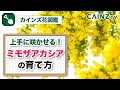 [新しいコレクション] ミモザアカシア 三角 アカシア 305743