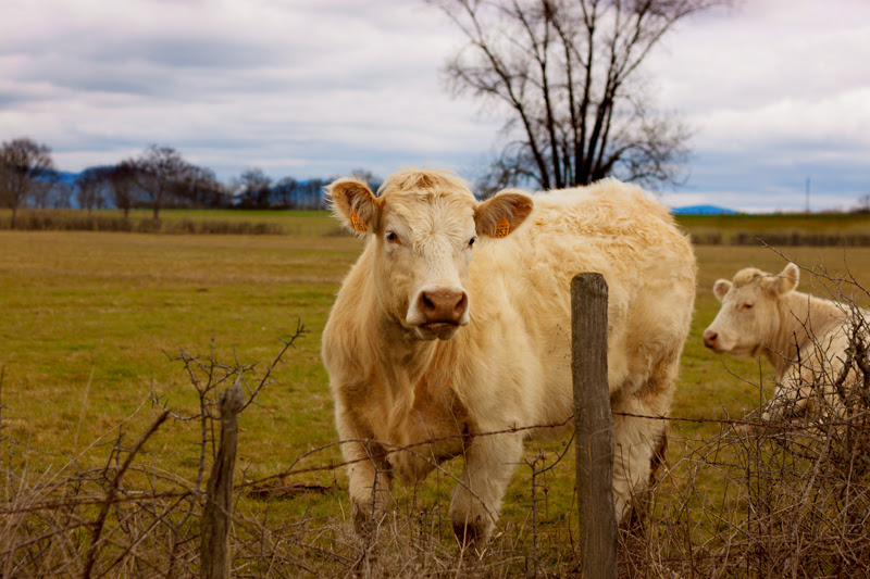 muu, la vaca