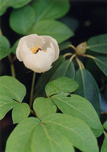 山芍薬 ヤマシャクヤク 四季の山野草 春