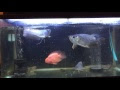 エンドリケリー アロワナ 混泳 303966
