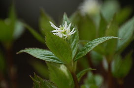 ヒトリシズカの花言葉 ヒトリシズカの花言葉と名前の由来