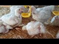 كارثه في مزرعه الفراخ البيضه - زياره مفاجأة المزرعه الدواجن