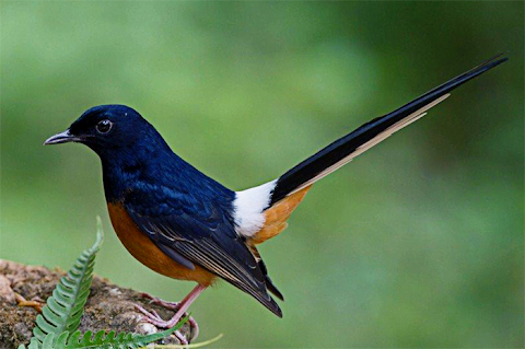 haiwan bertelur hitam putih
