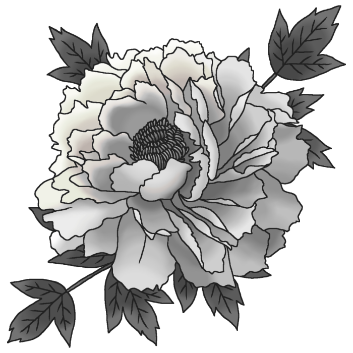 ボタン 牡丹 モノクロ 春の花 無料イラスト素材