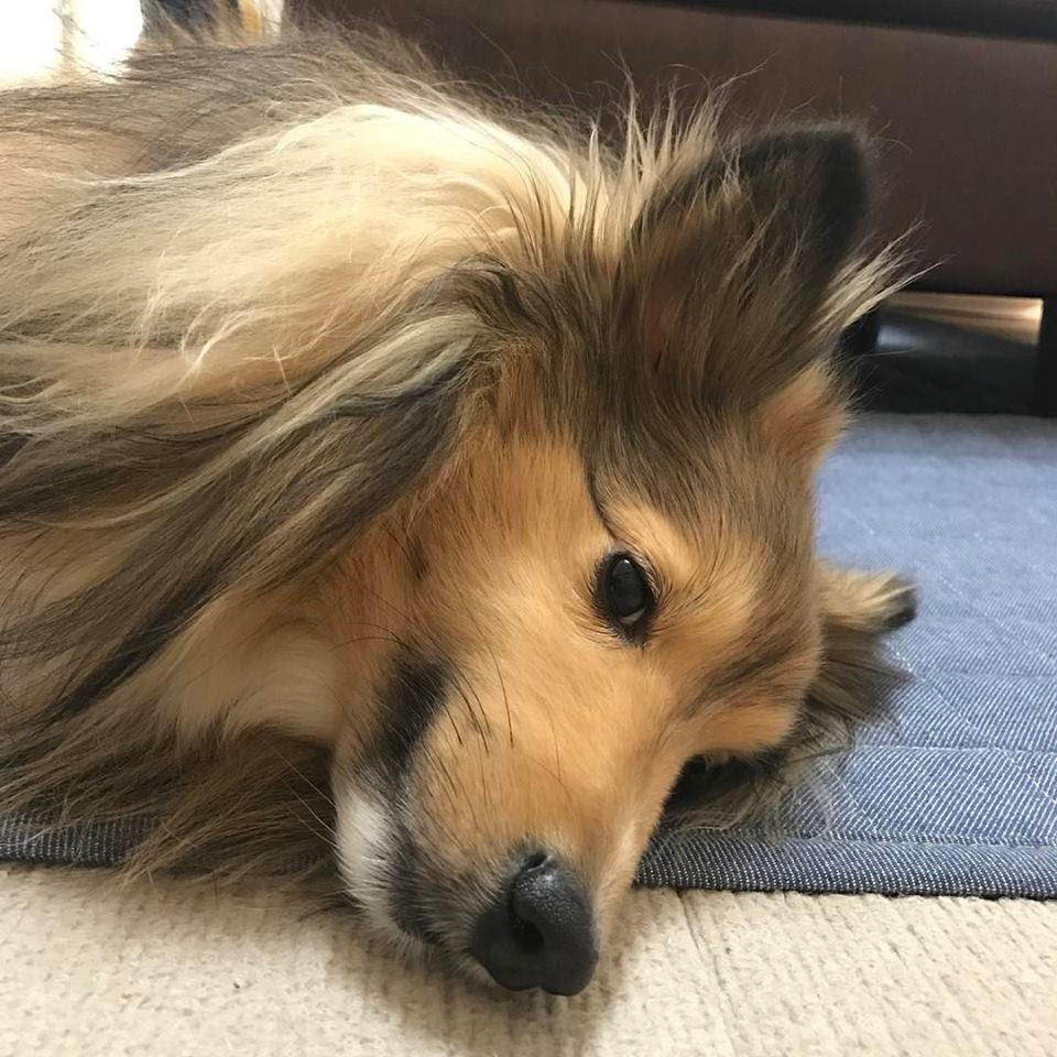 犬の抗生物質の副作用や 種類 下痢や吐くときの原因と期間について