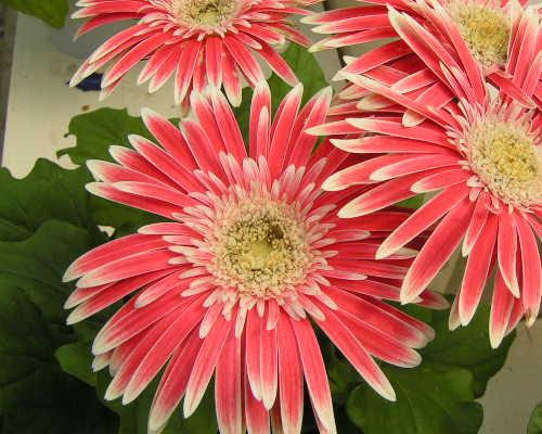 花散歩 ほっと待以夢 春の花2