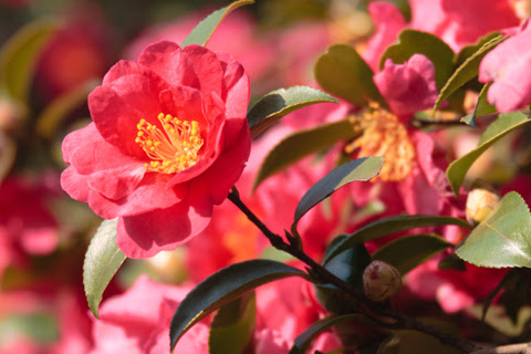 山茶花 サザンカ 素材 写真 彩クリweb
