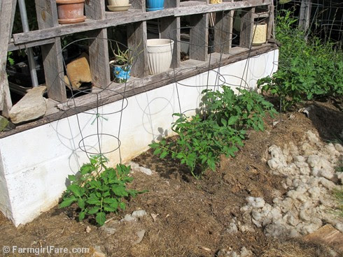 (13) Mulched Roma tomato plants growing against the greenhouse in my kitchen garden - FarmgirlFare.com