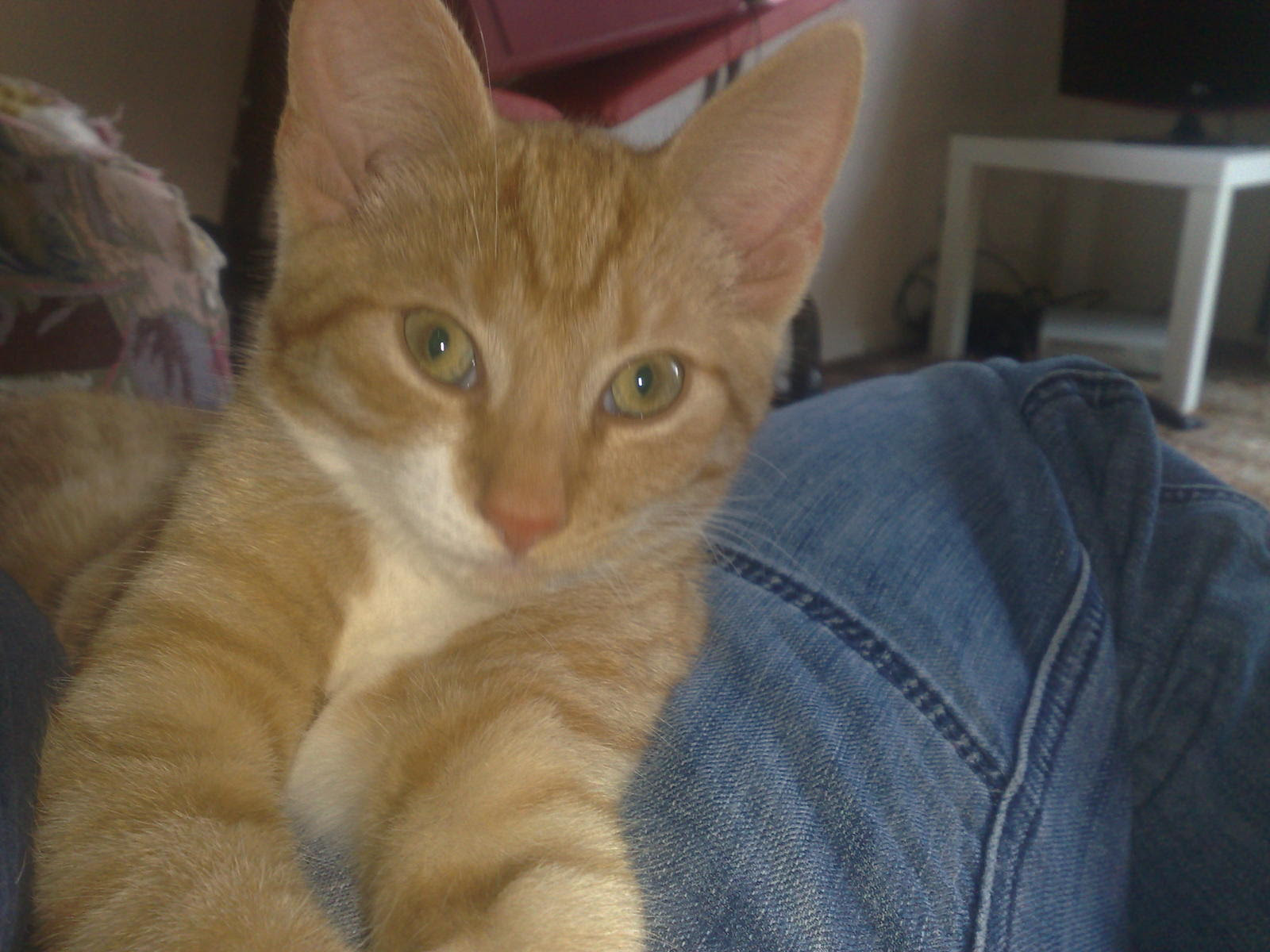 Why Is My Cat Sneezing So Much petfinder Why Is My Cat Sneezing So Much petfinder