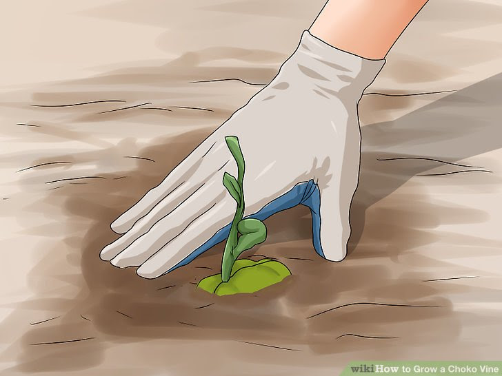 Grow a Choko Vine Step 5.jpg