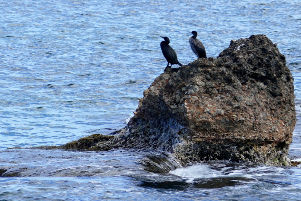 Fotos del Hotel Les Rotes de Dénia, aves en la Cala de la Punta Negra
