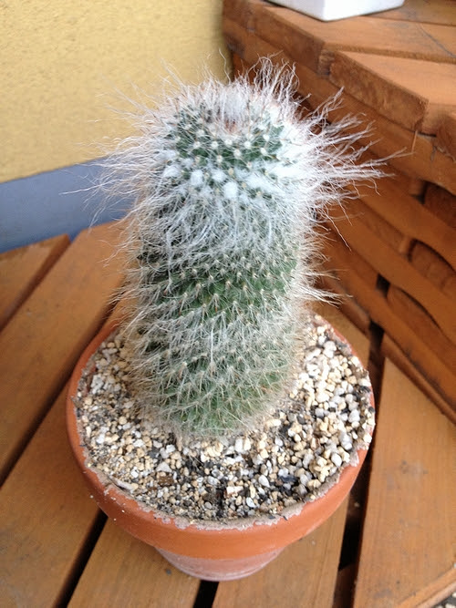 サボテンの育て方 花を咲かせよう 観葉植物ブログ緑組 植物の育て方