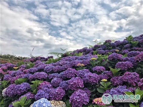斗 南 花 店