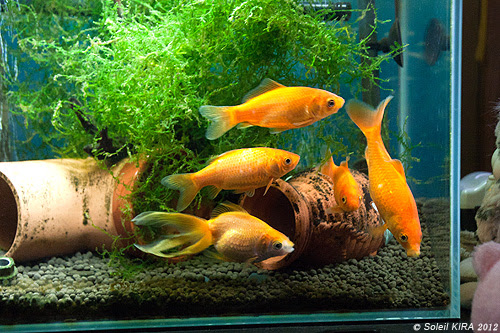 今年 成長著しかった金魚 大きいものは10cmくらいまで成長 金魚飼育 Memorial Melody メモリアルメロディー Kiraのフォトブログ 楽天ブログ
