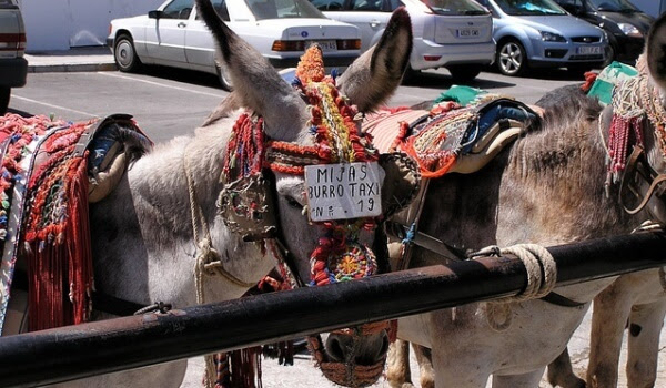  Burro-taxi
