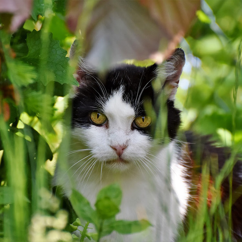 野良猫って普段どんな生活をしてる オスとメスでは行動パターンが変わるの