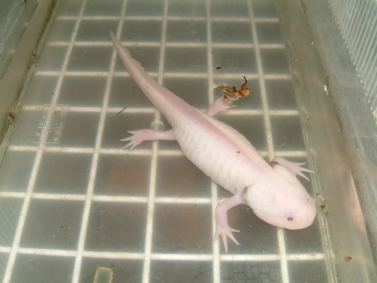 ウーパー 亀 かめぞー日記 亀