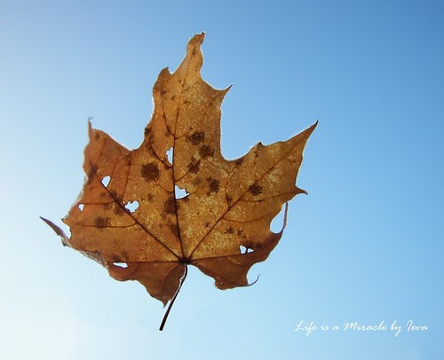 Frosty autumn/ apšerkšnijęs ruduo