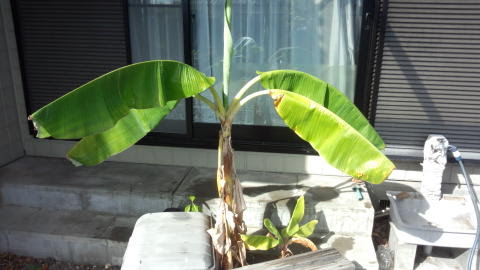 コーヒー バナナの栽培 マウンテンコーヒー