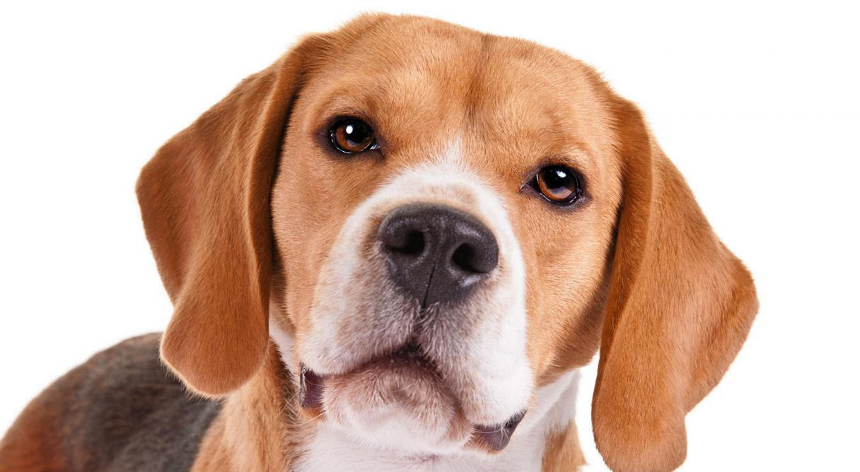 Beagle Dog Breed Information - American Kennel Club