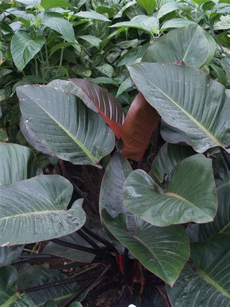 These unexpected indoor plants and flower ideas will help liven up your home. Indoor Plants, interior plantscaping, greenhouse, tropical