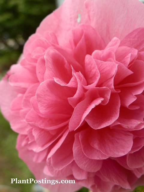 alcea2