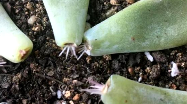 多肉植物繁殖的三种技巧 简单易操作 一盆变多盆就