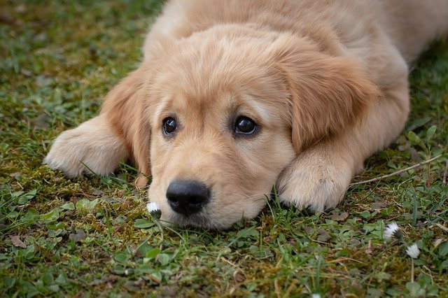 獣医師監修 犬が怪我をなめるのをやめさせたい 対処法と理由を紹介します