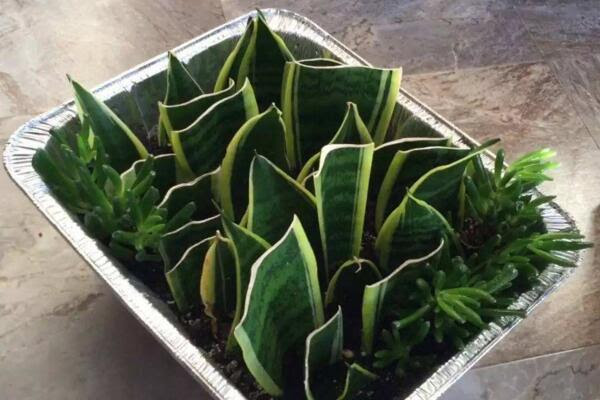 虎皮兰怎么种 选择合适的方法进行种植 扦插 分株 发财农业网