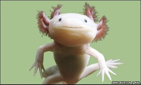 c Earth News Axolotl Verges On Wild Extinction