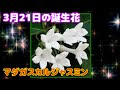 √99以上 3 21 誕生 花 307445