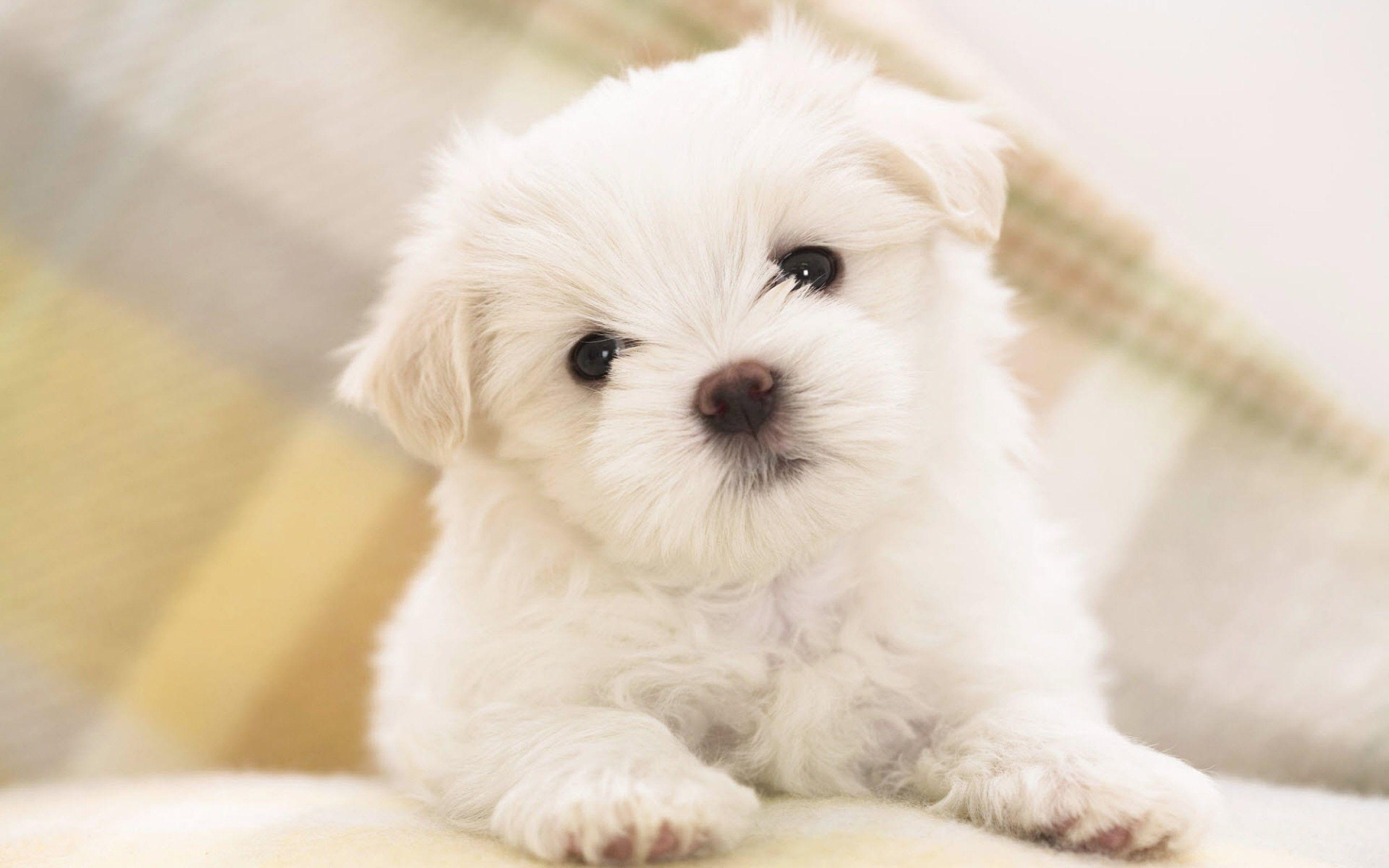 Puppy Wallpapers HD Wallpaper Cave Puppy Wallpapers HD Wallpaper Cave