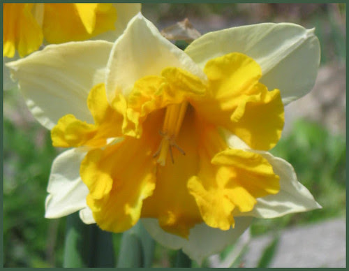 04 narcissus sunshine
