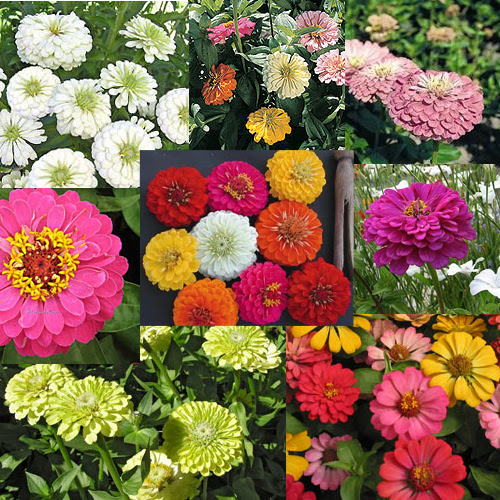 zinnias