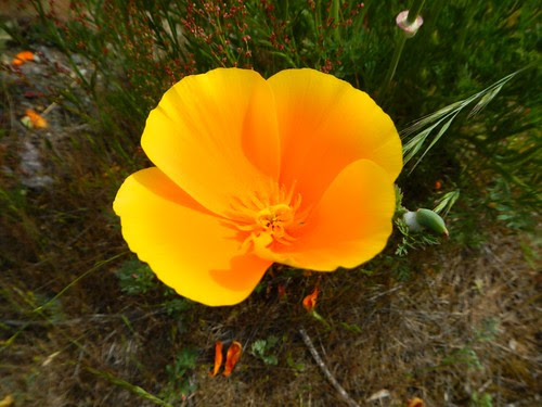 Everyday for 7 Weeks - Day 30 - Olympia to Port Townsend