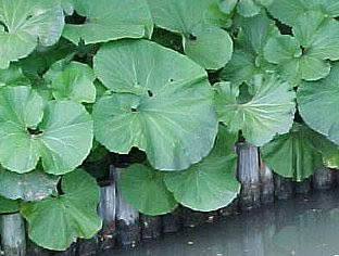 フキノトウ ふきのとう 蕗の薹 の花言葉 花言葉事典