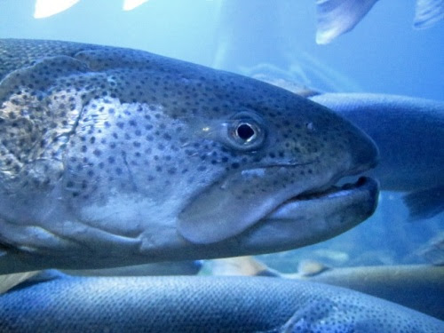 日本最大で幻の淡水魚イトウ オショロコマ ヤマメ 全国的に注目されている人気の 山の水族館 にて しろうと自然科学者の自然観察日記 楽天ブログ