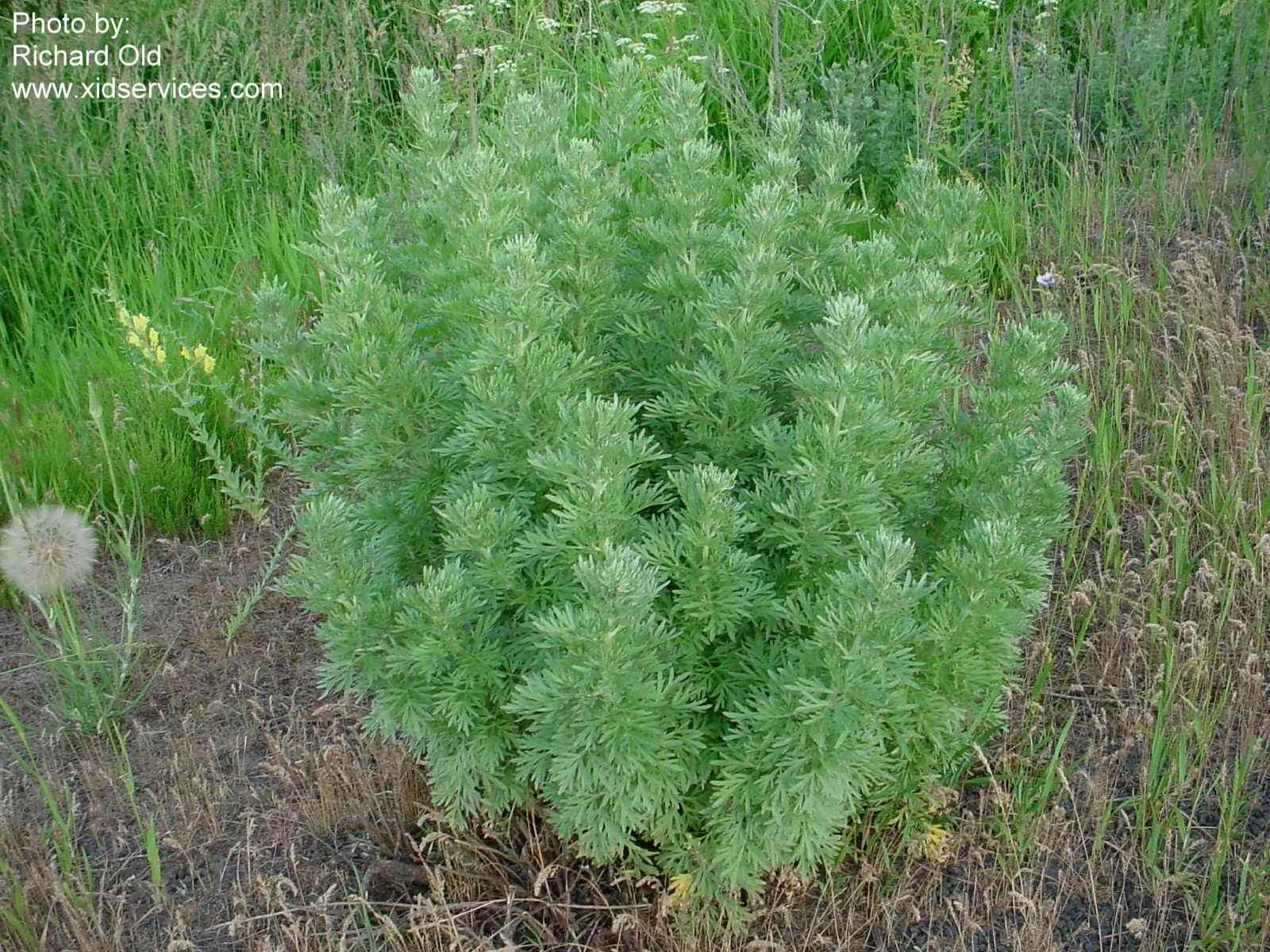 Artemisia absinthium | WY Cooperative Agricultural Pest ...