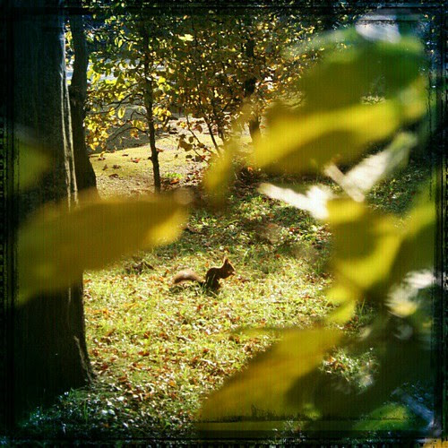 {Pic} gotcha little squirrel! #vienna #austria #europe #schoenbrunn #park #squirrel #animal #nature #photooftheday #Life #instagood #comments #comment #follow #followback #instamood #instadaily #dailylife #recent #instagram #Flickr #tourist #tourism #city by cooling // Living Vienna