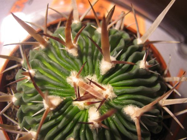 Stenocactus Crispatus Cactiguide Com