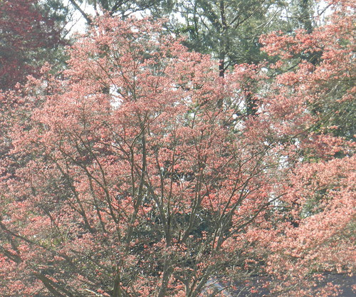 naturenoteDSCN5629